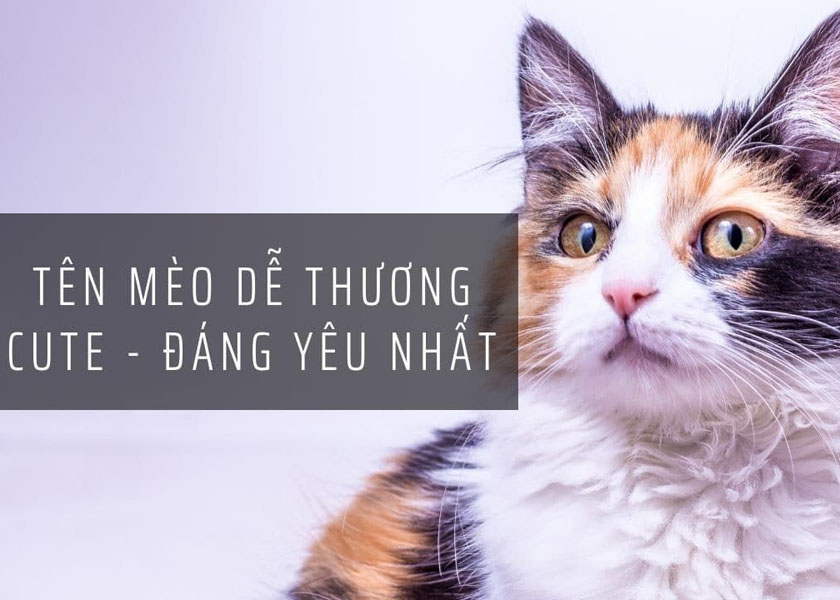 ten meo de thuong