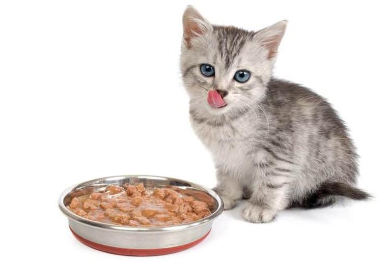 Thức ăn cho mèo con 1 tháng tuổi cần phải nấu thật mềm