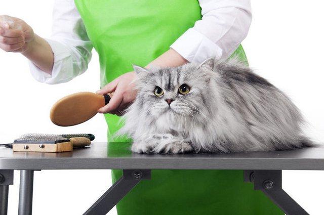 【Chuẩn nhất】 Cách tỉa lông cho mèo tại nhà chỉ với #5 bước dễ dàng