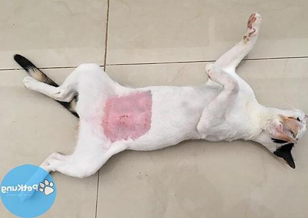 Triệt sản mèo cái - tất tần tật những điều cần nắm rõ