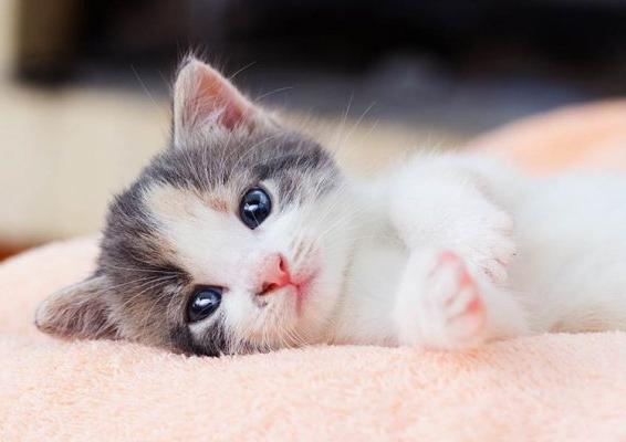 Tuổi Mão là con gì? Những người Tuổi Mão Sinh Năm Bao Nhiêu ?